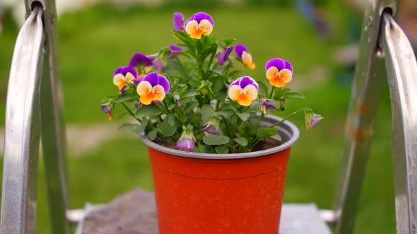 Flores Mariquinhas Flores Pansy Coloridas Jardim Fundo Verde Destaques Mistos — Vídeo de Stock