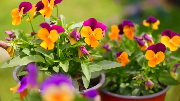パンジーの花 緑の背景の庭のカラフルなパンジーの花 庭のハイライトが入り混じった 鮮やかな紫色と黄色の色で春の花のヴィオラ コルヌータと装飾的な花のポット — ストック動画