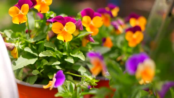 Flores Mariquinhas Flores Pansy Coloridas Jardim Fundo Verde Destaques Mistos — Vídeo de Stock