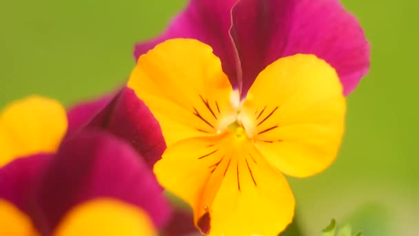 Flores Marica Flores Llenas Color Jardín Sobre Fondo Verde Mezcla — Vídeo de stock