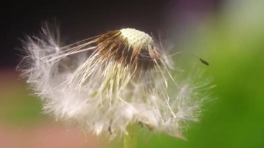 Makro karahindiba. Karahindiba tohumları. Karahindiba yakın plan. Uçan karahindiba tohumları.