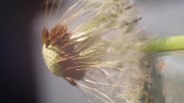 Makro karahindiba. Karahindiba tohumları. Karahindiba yakın plan. Uçan karahindiba tohumları.