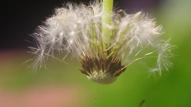 Makro Mniszek Lekarski Nasiona Mniszka Lekarskiego Zbliżenie Mniszka Lekarskiego Latające — Wideo stockowe