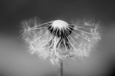 Makro karahindiba. Karahindiba tohumları. Karahindiba yakın plan. Uçan karahindiba tohumları.