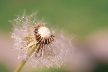 Makro karahindiba. Karahindiba tohumları. Karahindiba yakın plan. Uçan karahindiba tohumları.