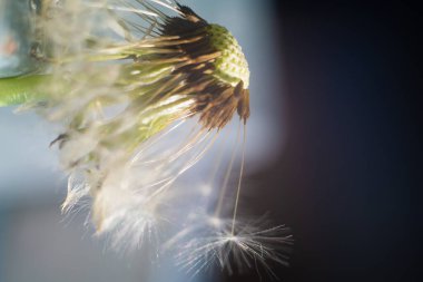 Makro karahindiba. Karahindiba tohumları. Karahindiba yakın plan. Uçan karahindiba tohumları.