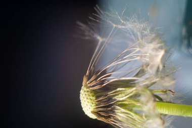 Makro karahindiba. Karahindiba tohumları. Karahindiba yakın plan. Uçan karahindiba tohumları.