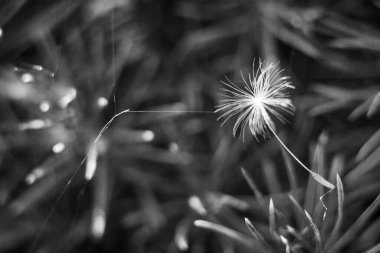 Makro karahindiba. Karahindiba tohumları. Karahindiba yakın plan. Uçan karahindiba tohumları.