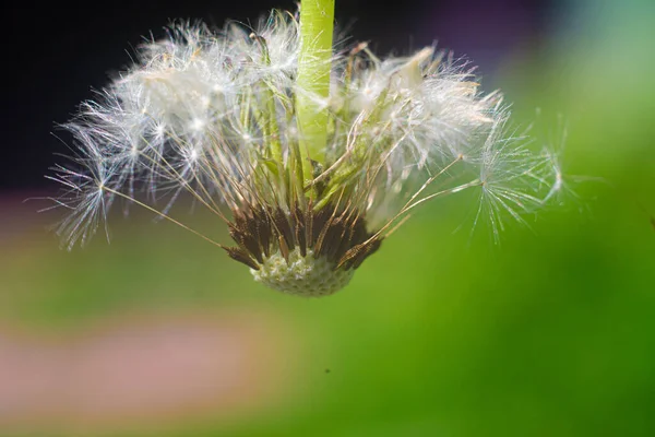 Diente León Macro Semillas Diente León Diente León Cerca Semillas —  Fotos de Stock