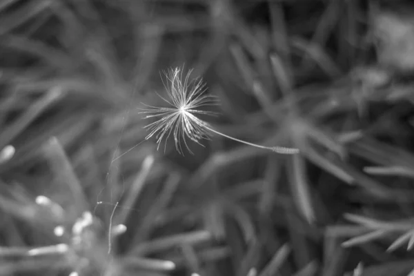 Macro Dandelion Dandelion Seeds Dandelion Close Flying Dandelion Seeds — Stock Photo, Image