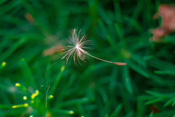 Macro Paardenbloem Paardenbloem Zaden Paardenbloem Close Vliegende Paardebloem Zaden — Stockfoto