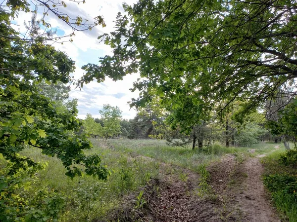 Landschaftswald Frühling Straße Wald — Stockfoto