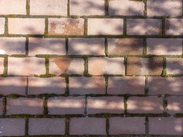 Brick Wall Texture Moss Brick Red Brick Sun — Stock Photo, Image