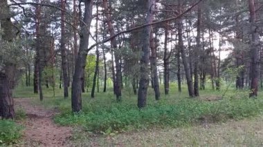 Baharda manzara ormanı. Ormanda yol