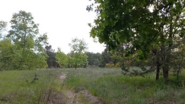 Baharda manzara ormanı. Ormanda yol