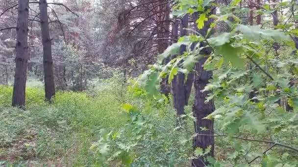 Bosque Paisajístico Primavera Camino Bosque — Vídeos de Stock