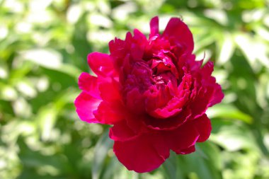 Kırmızı şakayık. Şakayık çalısı. Büyük bordo çiçekleri. Büyük bir bahar çiçeği çalısı. Yaz bahçesi.