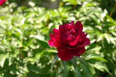 Kırmızı şakayık. Şakayık çalısı. Büyük bordo çiçekleri. Büyük bir bahar çiçeği çalısı. Yaz bahçesi.