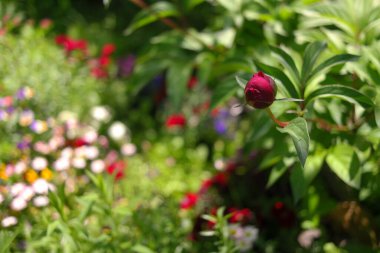 Kırmızı şakayık. Şakayık çalısı. Büyük bordo çiçekleri. Büyük bir bahar çiçeği çalısı. Yaz bahçesi.