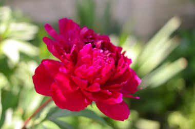 Kırmızı şakayık. Şakayık çalısı. Büyük bordo çiçekleri. Büyük bir bahar çiçeği çalısı. Yaz bahçesi.