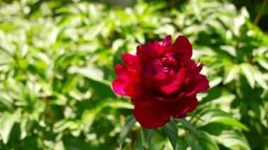 Kırmızı şakayık. Şakayık çalısı. Büyük bordo çiçekleri. Büyük bir bahar çiçeği çalısı. Yaz bahçesi.