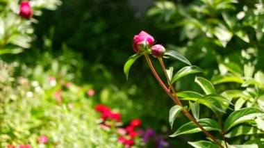 Kırmızı şakayık. Şakayık çalısı. Büyük bordo çiçekleri. Büyük bir bahar çiçeği çalısı. Yaz bahçesi.