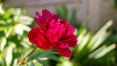 Kırmızı şakayık. Şakayık çalısı. Büyük bordo çiçekleri. Büyük bir bahar çiçeği çalısı. Yaz bahçesi.