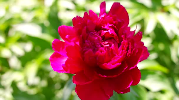 Czerwona Piwonia Krzew Piwonii Duże Burgundowe Kwiaty Duży Krzak Wiosennych — Wideo stockowe