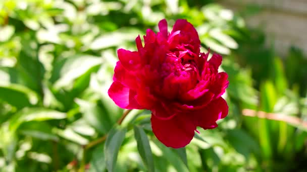 Czerwona Piwonia Krzew Piwonii Duże Burgundowe Kwiaty Duży Krzak Wiosennych — Wideo stockowe