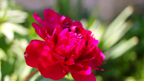 Красный Пион Куст Пиона Большие Бургундские Цветы Большие Кусты Весенних — стоковое видео