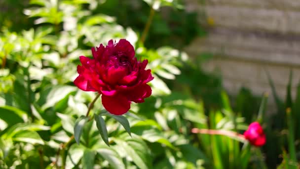 Peonía Roja Peony Bush Flores Grandes Color Burdeos Gran Arbusto — Vídeos de Stock