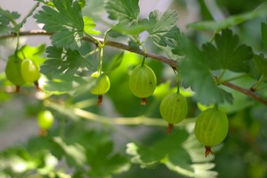 Bektaşi üzümü. Yeşil Bektaşi üzümü. Böğürtlenli bektaşi ağacı.