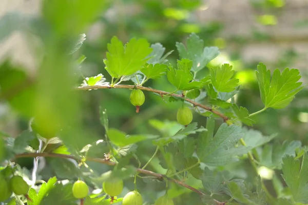 Angrešt Zelený Angrešt Angrešt Keř Bobulemi — Stock fotografie