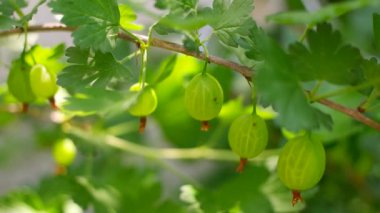 Bektaşi üzümü. Yeşil Bektaşi üzümü. Böğürtlenli bektaşi ağacı.