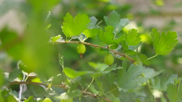 Groselhas Groselha Verde Arbusto Groselha Com Bagas — Vídeo de Stock