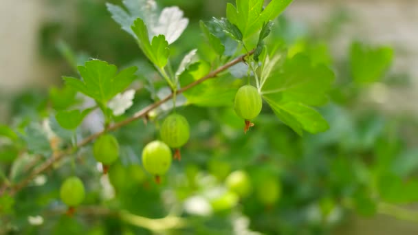 山莓味的绿色的山莓 覆盆子 覆盆子 — 图库视频影像