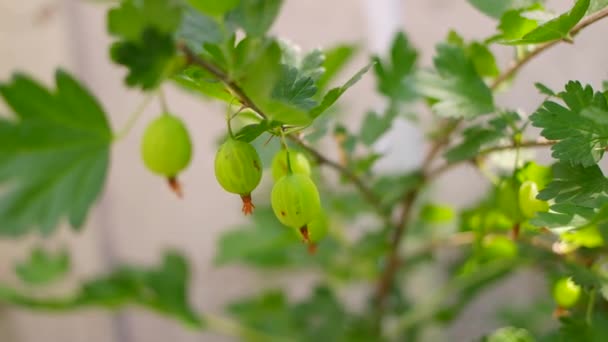 Grosellas Grosella Verde Arbusto Grosella Con Bayas — Vídeo de stock