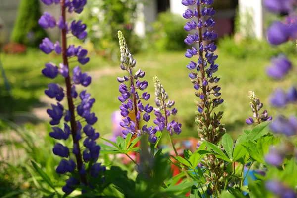 Mavi Lupin Çalılar Lupin Çiçekleri Uzun Çiçekler Baklagil — Stok fotoğraf