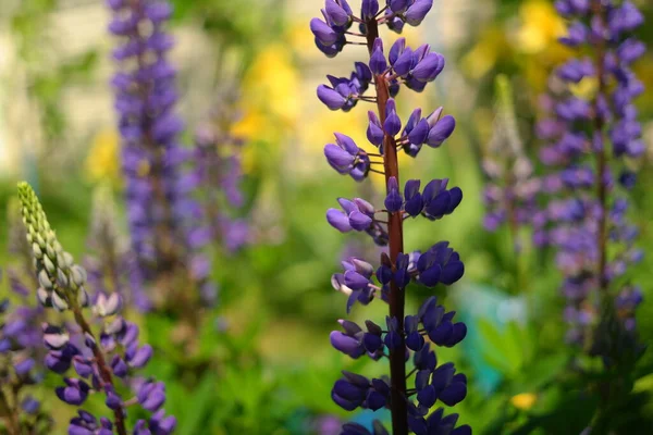 Blaue Lupine Strauch Und Blüten Der Lupine Hohe Blumen Hülsenfrüchte — Stockfoto