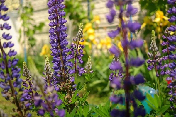 Blå Lupin Buske Och Blommor Lupin Långa Blommor Baljväxter — Stockfoto