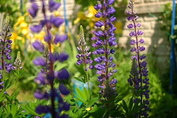 Blå Lupin Buske Och Blommor Lupin Långa Blommor Baljväxter — Stockfoto