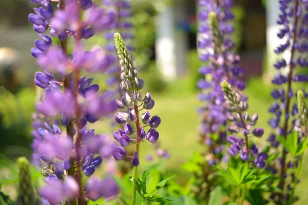 blue lupine. bush and flowers of lupine. tall flowers. legumes.
