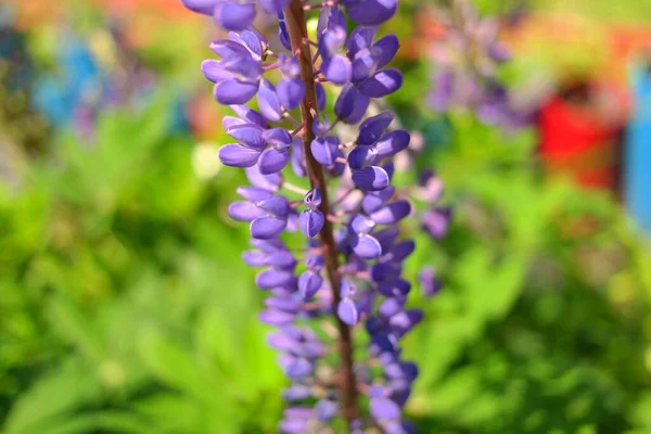 Blaue Lupine Strauch Und Blüten Der Lupine Hohe Blumen Hülsenfrüchte — Stockfoto