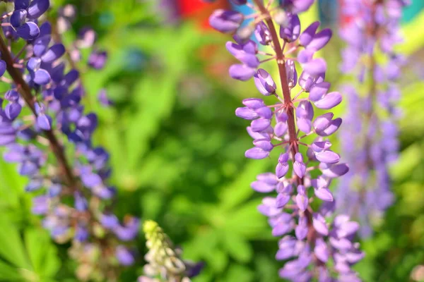 Blå Lupin Buske Och Blommor Lupin Långa Blommor Baljväxter — Stockfoto
