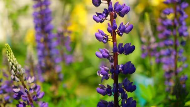 Blue Lupine Bush Flowers Lupine Tall Flowers Legumes — Stock Video