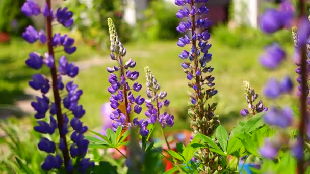 Blaue Lupine Strauch Und Blüten Der Lupine Hohe Blumen Hülsenfrüchte — Stockvideo
