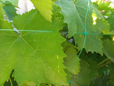 Büyük yeşil asma yaprakları. Bahçedeki üzümler.