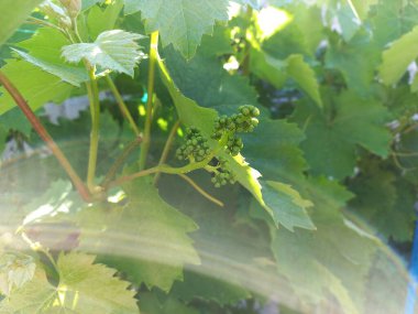 Büyük yeşil asma yaprakları. Bahçedeki üzümler.