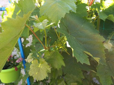 Büyük yeşil asma yaprakları. Bahçedeki üzümler.