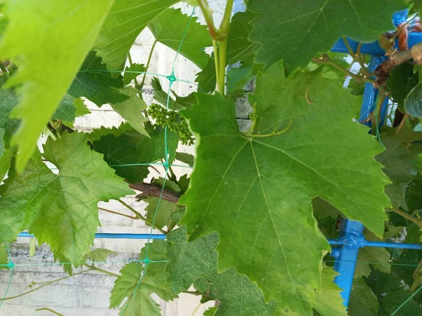 Grandes Feuilles Vigne Vertes Raisins Dans Jardin — Photo